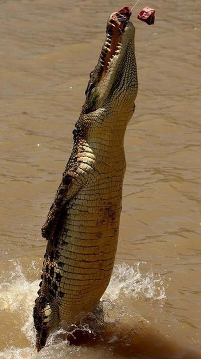 jumping crocodile