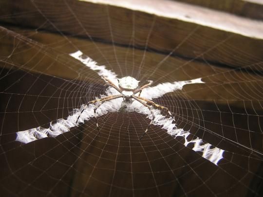 spider web