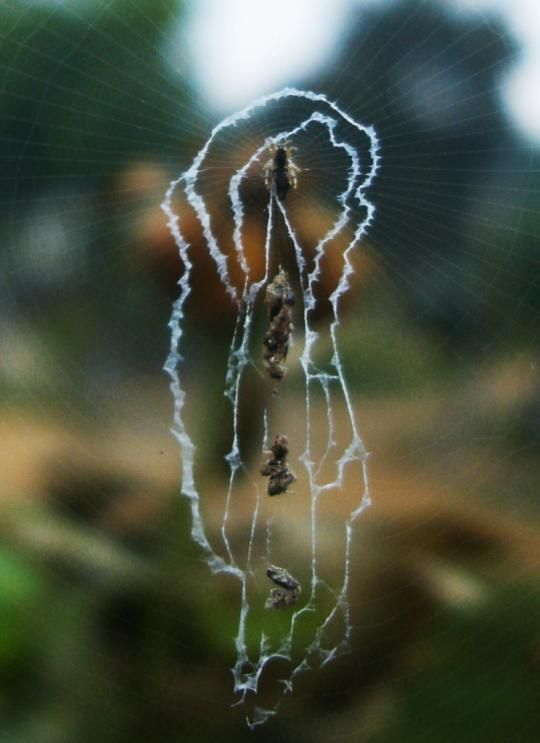 spider web