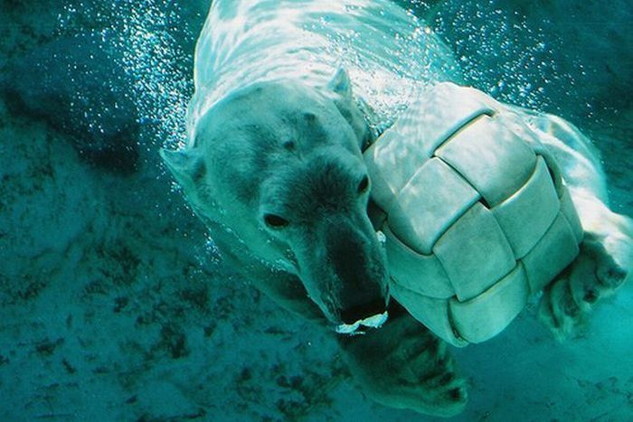 playful polar bear