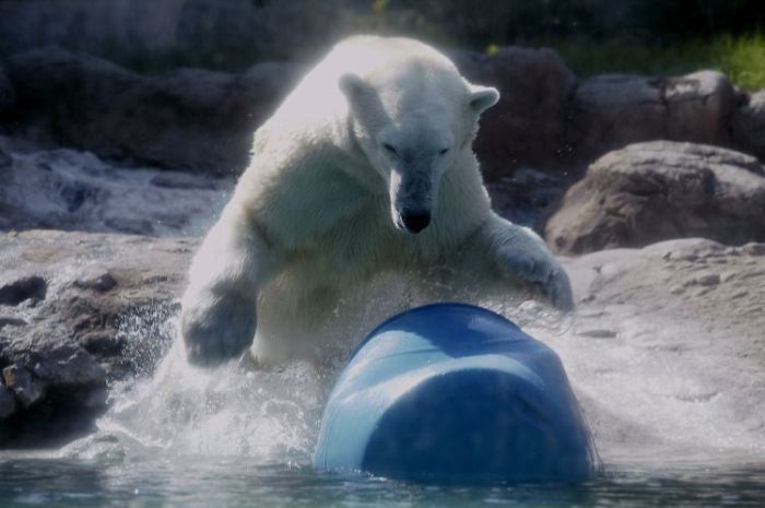 playful polar bear