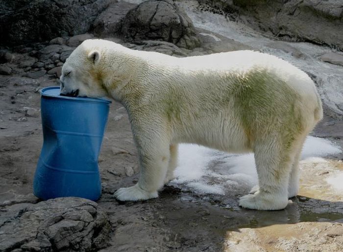 playful polar bear