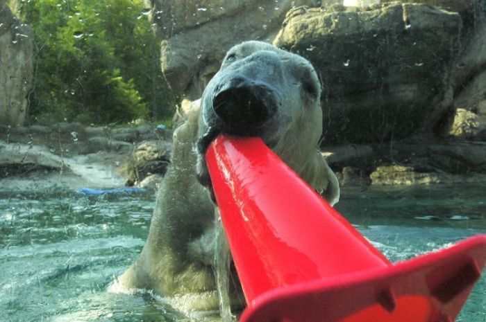 playful polar bear