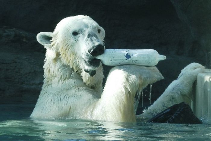 playful polar bear