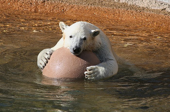 playful polar bear