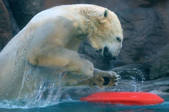 playful polar bear