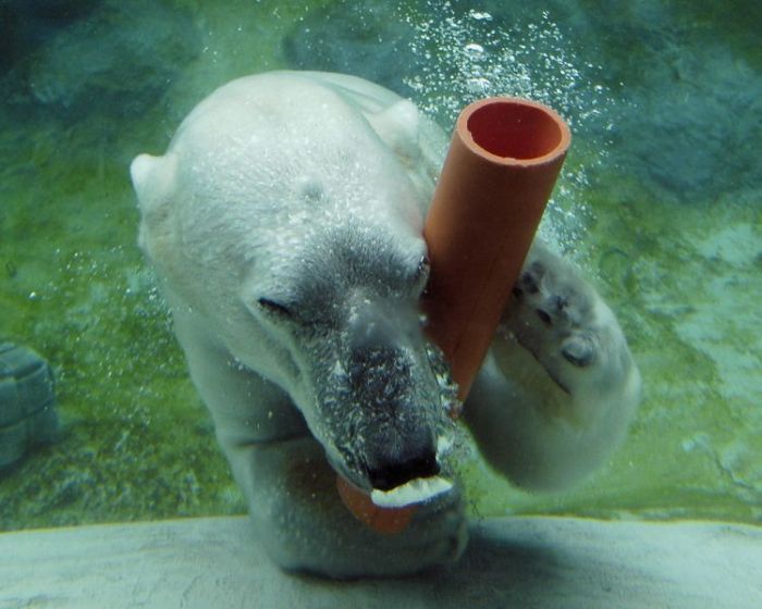 playful polar bear