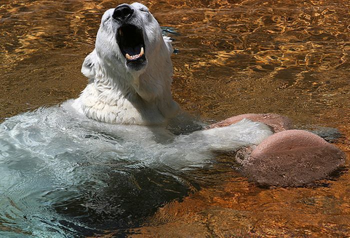 playful polar bear