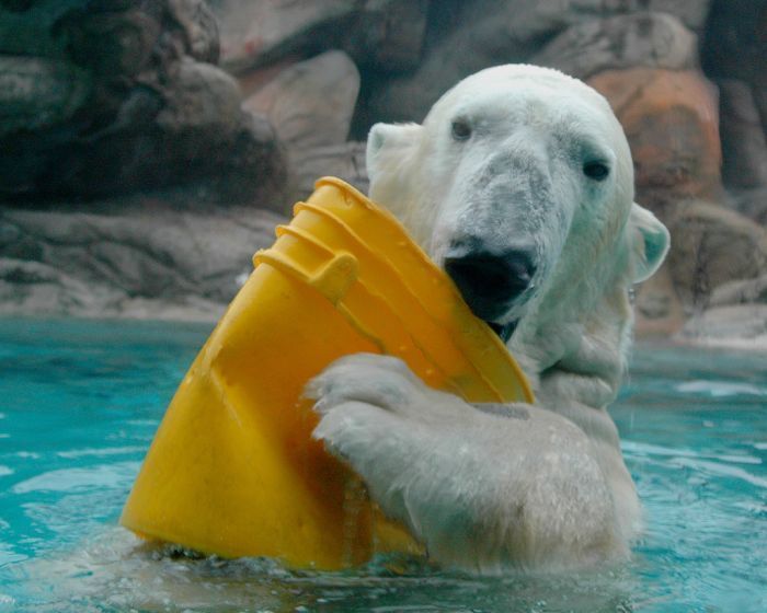 playful polar bear