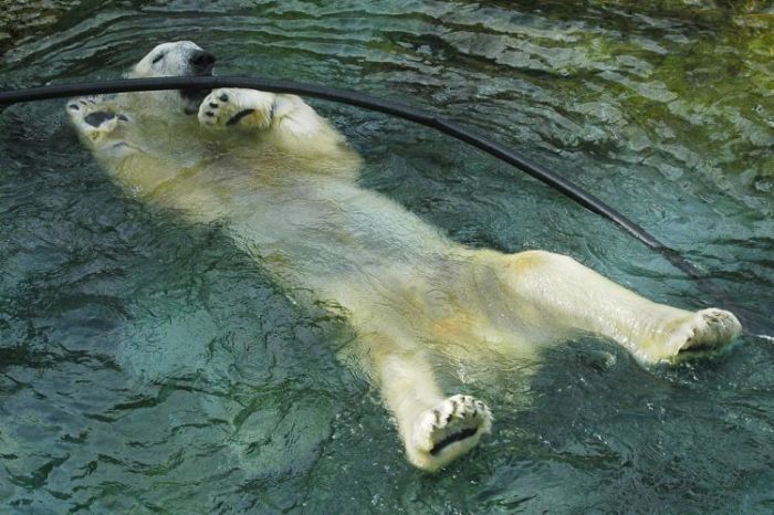 playful polar bear