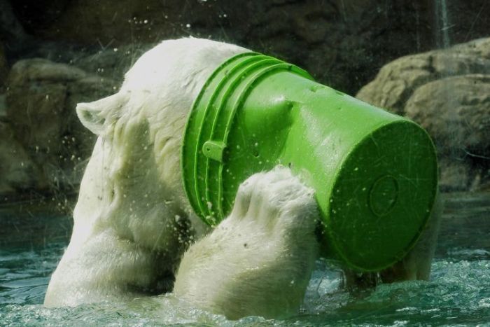 playful polar bear