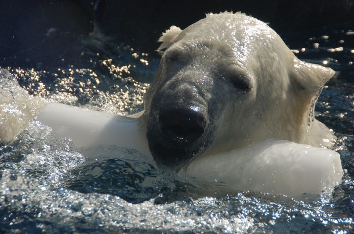 playful polar bear