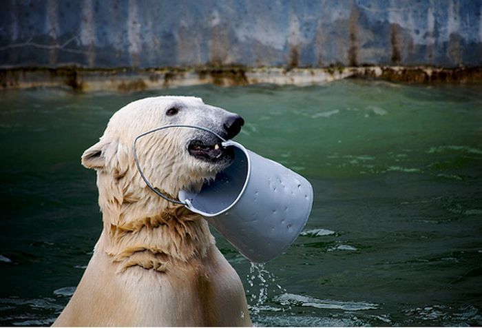 playful polar bear