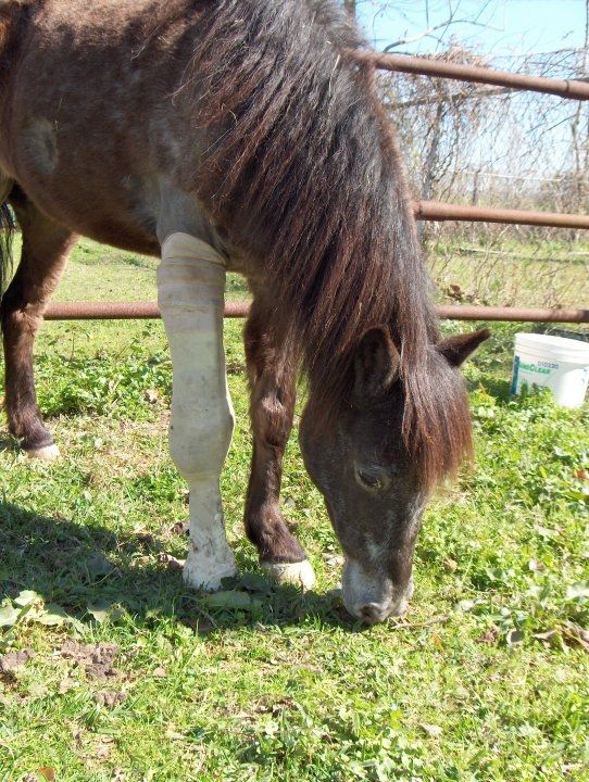 injured animals