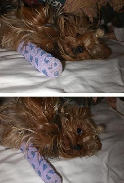 injured animals