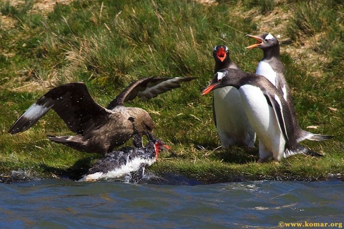 bird attack on a small penguin