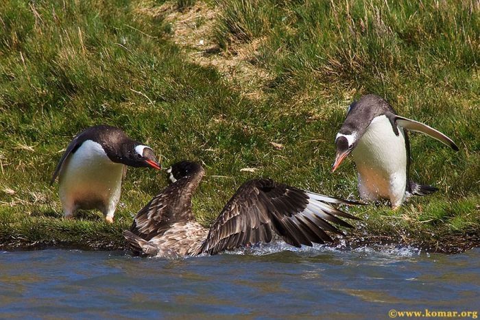 bird attack on a small penguin