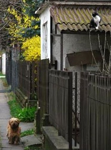 dog and cat couple