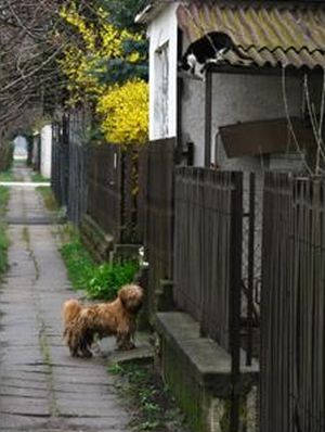 dog and cat couple