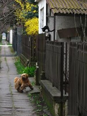 dog and cat couple