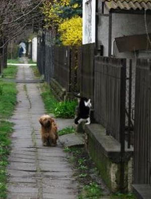 dog and cat couple