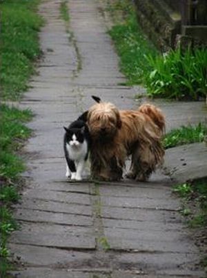 dog and cat couple