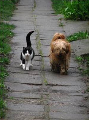 dog and cat couple