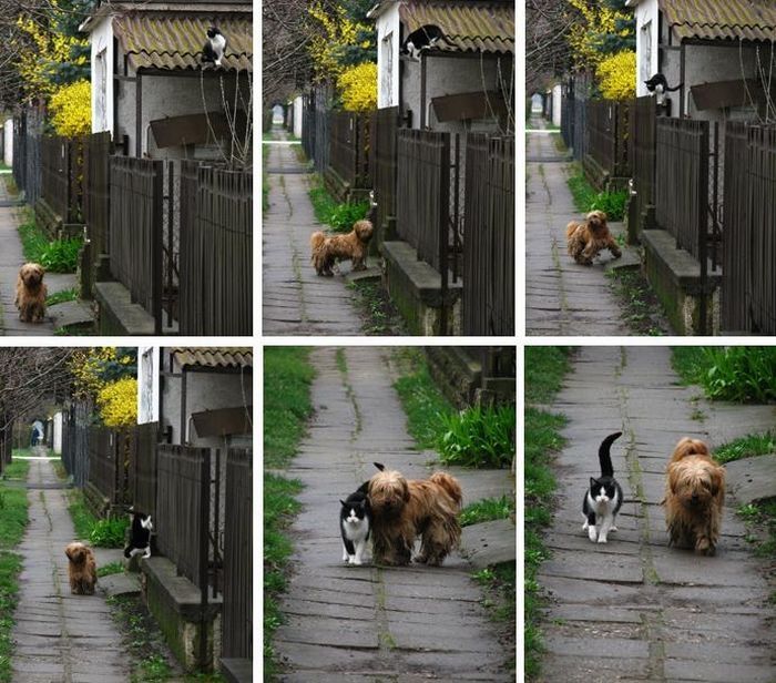 dog and cat couple