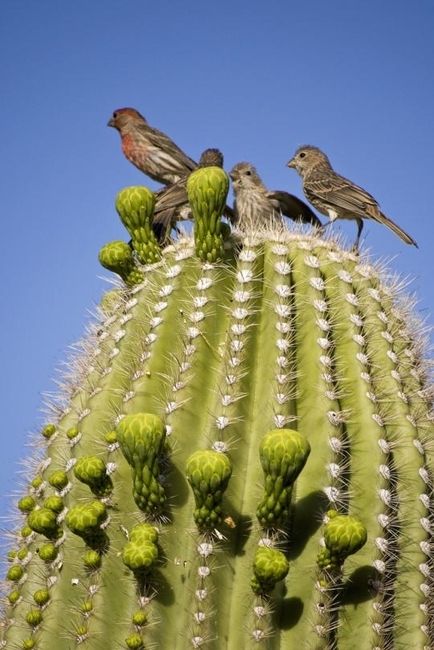 Birds in the cactus