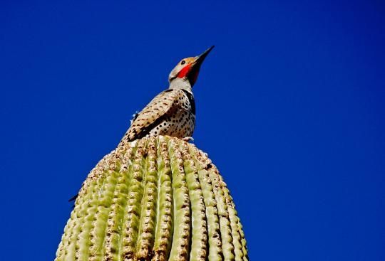 Birds in the cactus