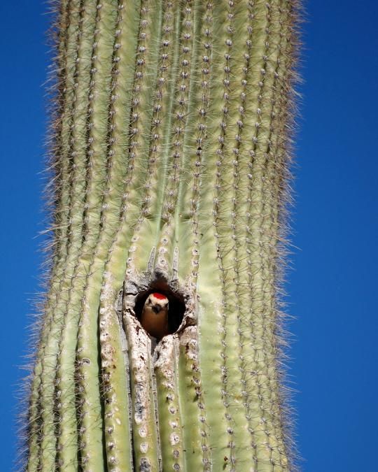 Birds in the cactus