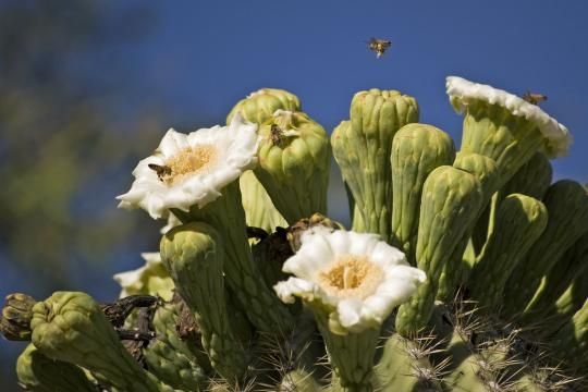 Birds in the cactus