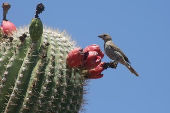 Birds in the cactus