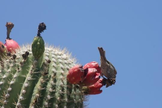 Birds in the cactus