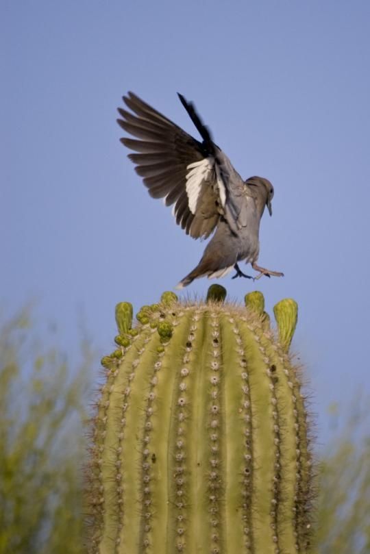 Birds in the cactus