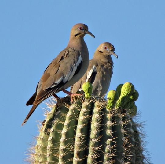 Birds in the cactus