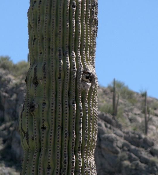 Birds in the cactus