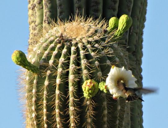 Birds in the cactus