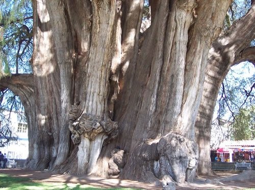 unusual trees in the world