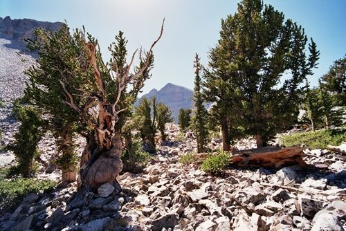 unusual trees in the world