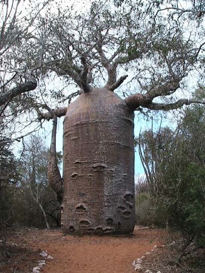 unusual trees in the world