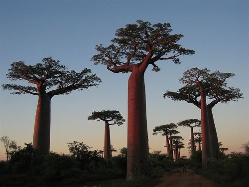 unusual trees in the world