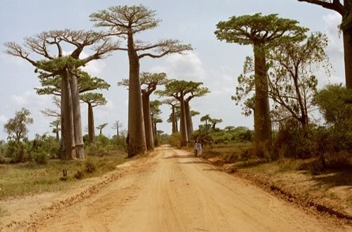 unusual trees in the world