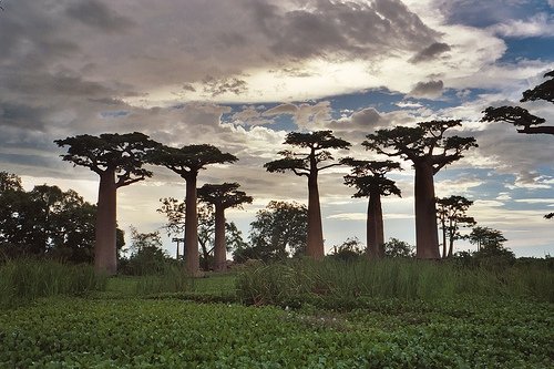 unusual trees in the world