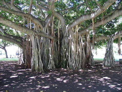 unusual trees in the world