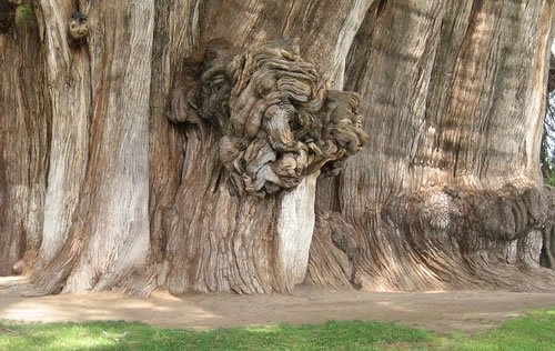 unusual trees in the world