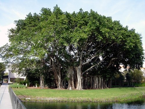 unusual trees in the world