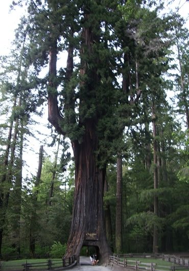 unusual trees in the world