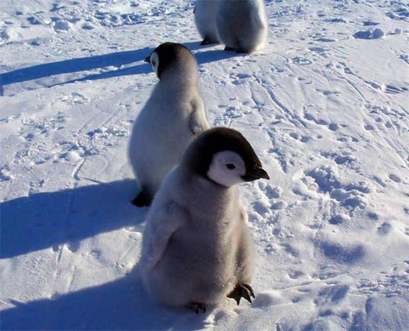 penguins