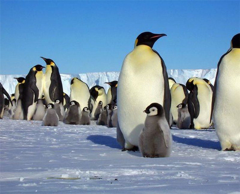 penguins